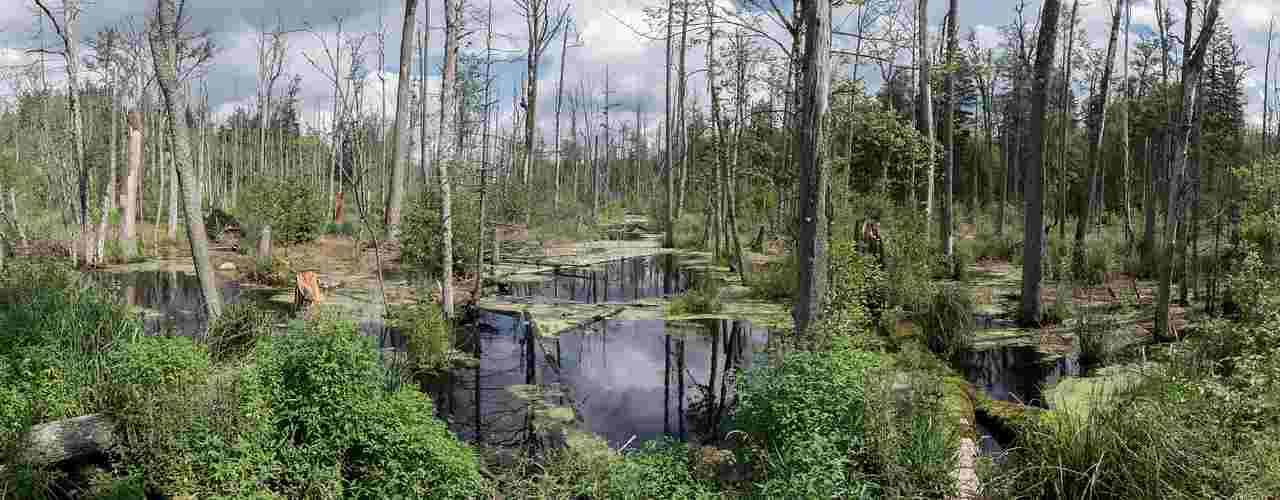Rada Naukowa IBS PAN o ochronie Puszczy Białowieskiej