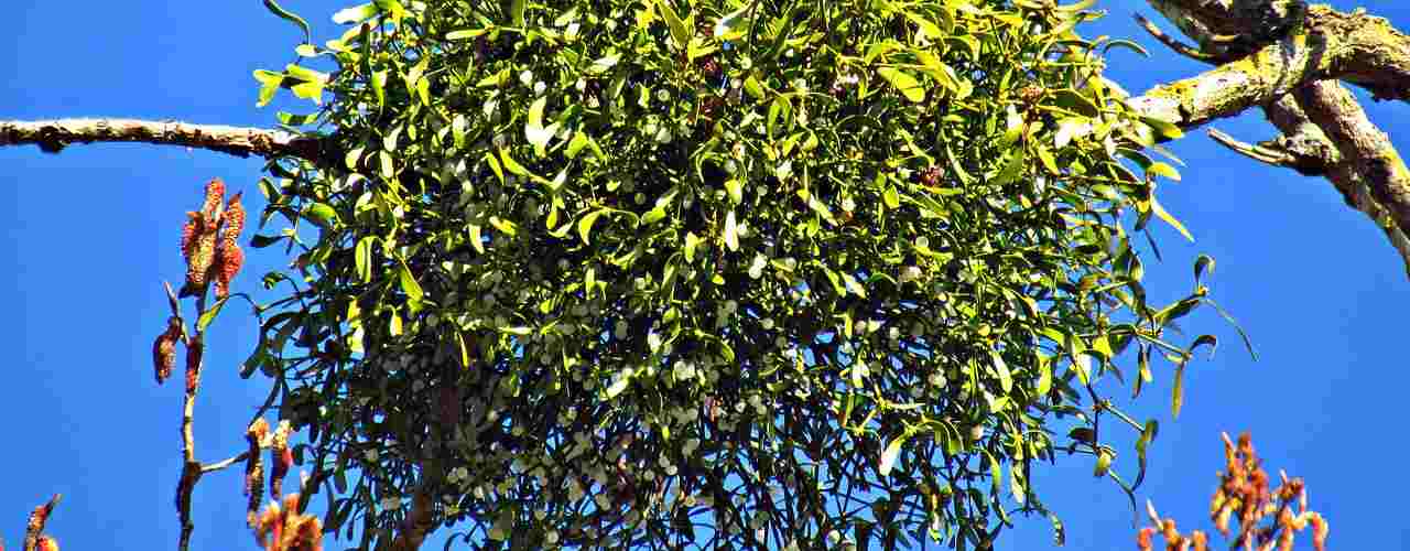 Jemioła - zimowy ptasi przysmak