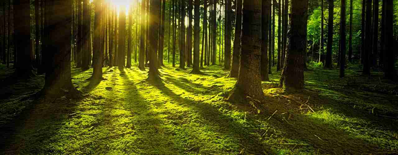 Czego oczekujemy od lasu