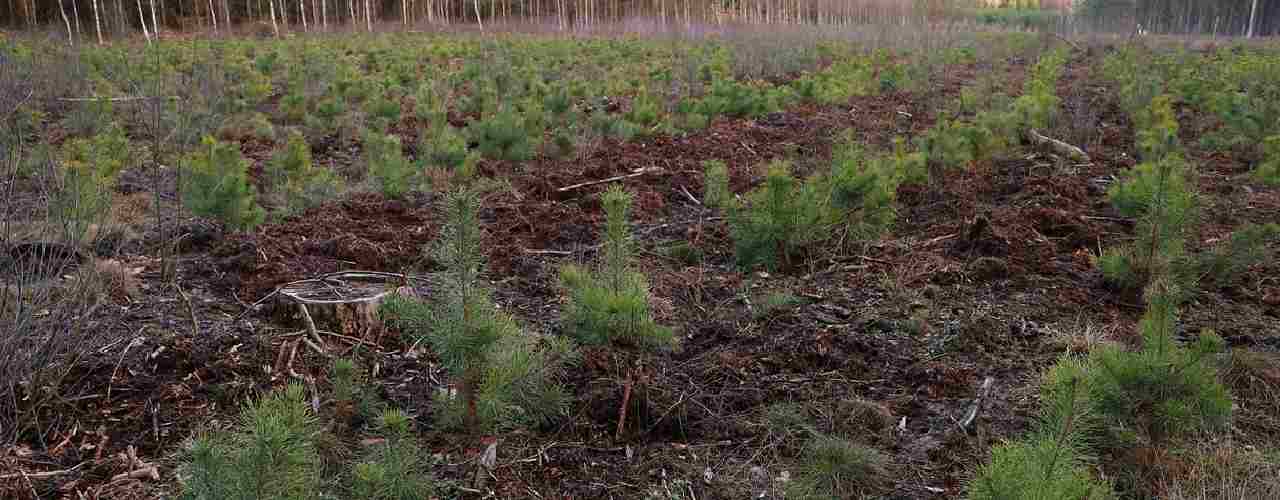 Powstał prototyp robota do sadzenia drzew