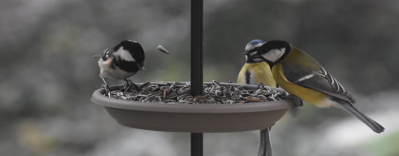 Sikory modre elastycznie reagują na zmieniający się klimat.