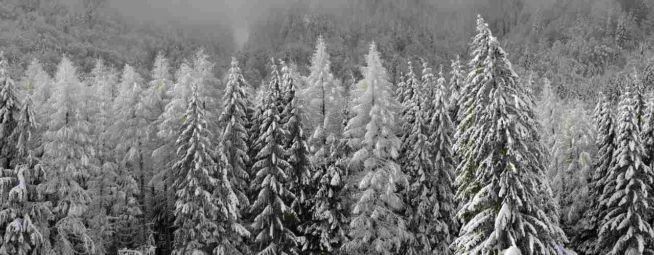 Za 30 lat stracimy świerkowe choinki