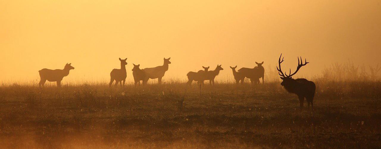 Dlaczego pokrzywa smakuje łosiowi jesienią?