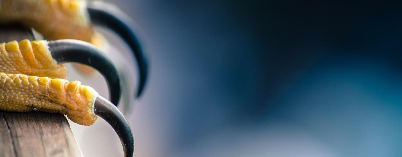 W szponach nauki: co nam mówią pazury